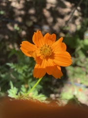 Cosmos sulphureus