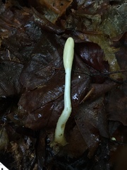 Trichoderma leucopus