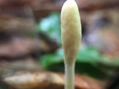 Trichoderma leucopus