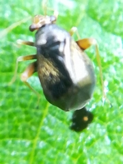 Halticus luteicollis