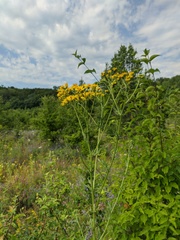 Jacobaea grandidentata