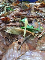 Trichoderma leucopus