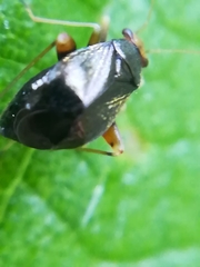 Halticus luteicollis