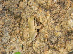 Polypedates maculatus