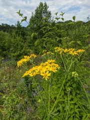 Jacobaea grandidentata