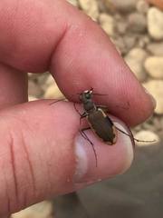 Cicindela marginipennis