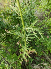 Jacobaea grandidentata