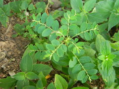 Phyllanthus rotundifolius