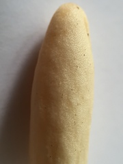 Trichoderma leucopus