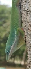 Anolis viridius