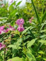 Impatiens glandulifera