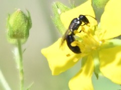 Hylaeus