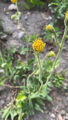 Arnica discoidea