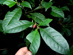 Eumachia kappleri