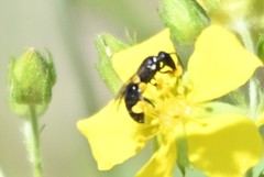 Hylaeus