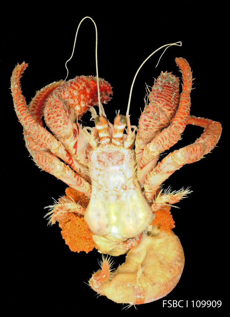 red brocade hermit
