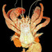 Dardanus insignis - Photo (c) FWC Fish and Wildlife Research Institute, some rights reserved (CC BY)