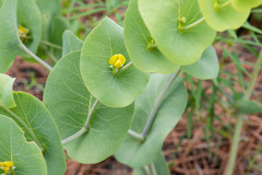 Baptisia perfoliata