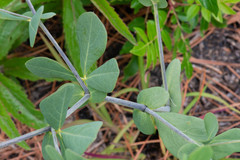 Baptisia × microphylla