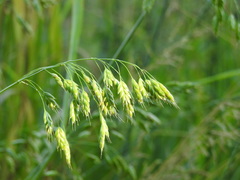 Bromus secalinus