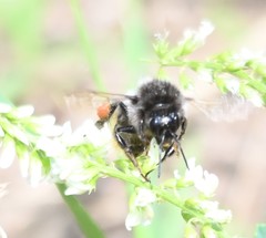 Bombus pyrosoma
