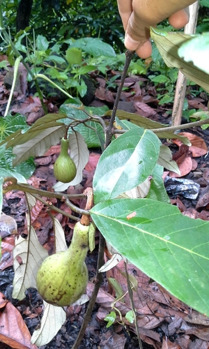 Caryodaphnopsis cogolloi