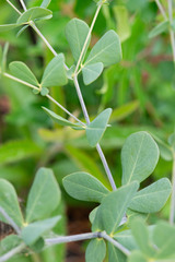 Baptisia × microphylla
