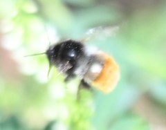 Bombus pyrosoma