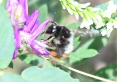Bombus pyrosoma