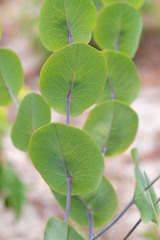 Baptisia perfoliata