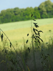 Bromus secalinus