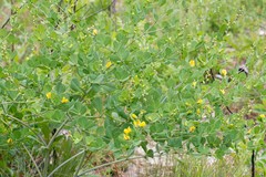 Baptisia × microphylla