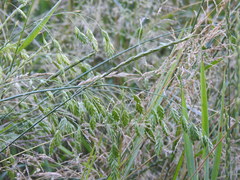 Bromus secalinus