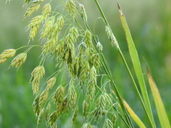 Bromus secalinus