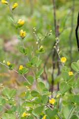 Baptisia × microphylla