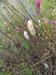 Brephulopsis