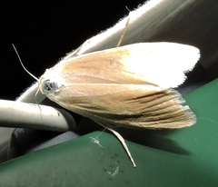 Scirpophaga