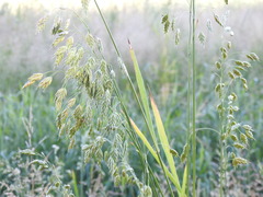 Bromus secalinus