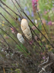 Brephulopsis