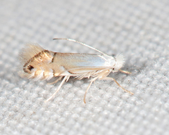 Phyllonorycter lucidicostella