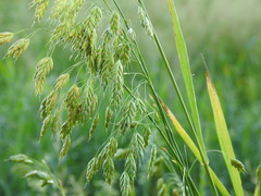 Bromus secalinus