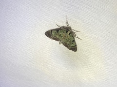 Epipaschia superatalis