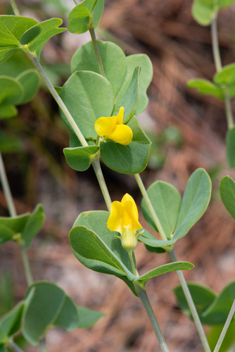 Baptisia X microphylla