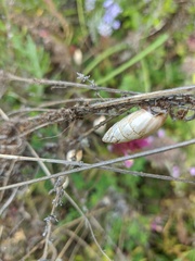 Brephulopsis