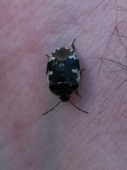 Tritomegas bicolor