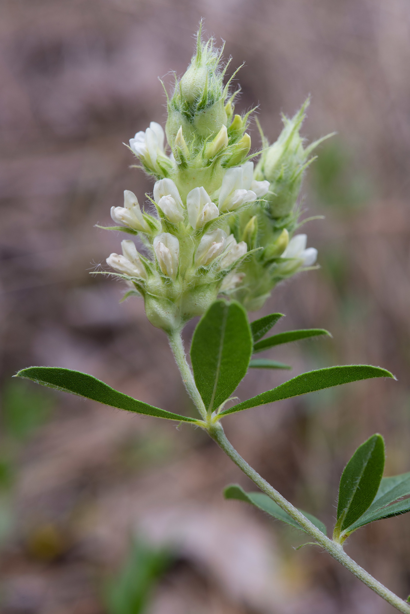 Pediomelum piedmontanum