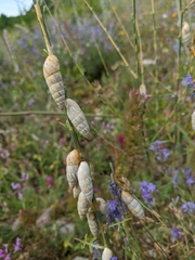 Brephulopsis