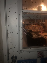 Choristoneura conflictana