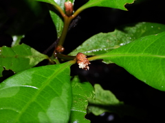 Eumachia kappleri