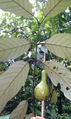 Caryodaphnopsis cogolloi